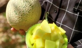 娱乐圈吃瓜橙子